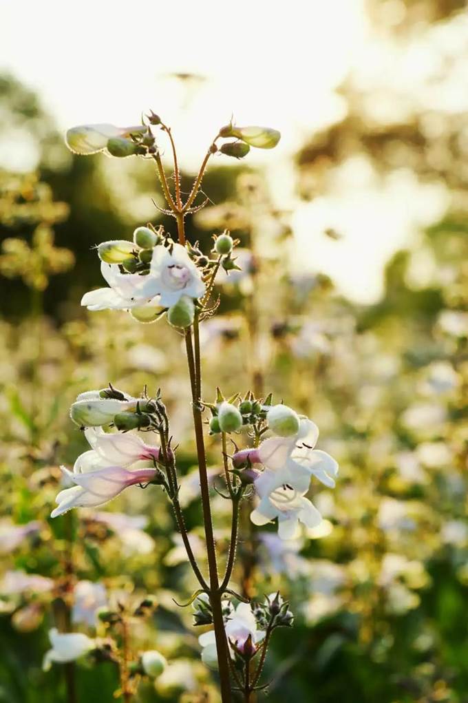 说明:https://mmbiz.qpic.cn/mmbiz_jpg/Q7DrqSNY1qdAYQqtvicCkVGnLd3f38oQffJZwb5l88KHwhyic7ZEeuOQH9apPSyImup3x1p6ibf5dEUynQ2XiahSZQ/640?wx_fmt=jpeg