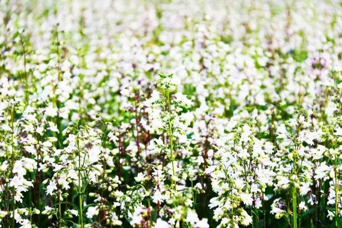 说明:https://mmbiz.qpic.cn/mmbiz_jpg/Q7DrqSNY1qeTyQ4gdDkpTgHEkoFxz5IoRTCrQcs3xDNtogtngqLKxOyym5Bv6ACSWDE0POSpYawZFa3MMkcIKQ/640?wx_fmt=jpeg